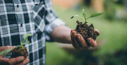 Man's hands holding seedling by the roots